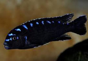 Pseudotropheus elongatus neon 